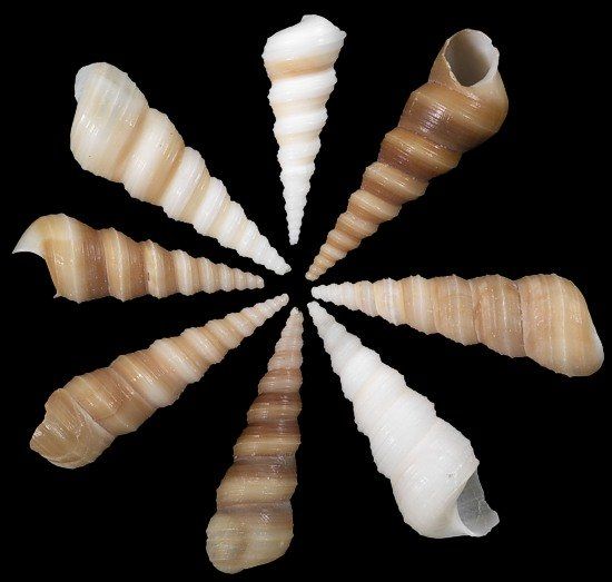 One quarter pound of Tan Turritella Shells measuring 1 to 2 inches *****