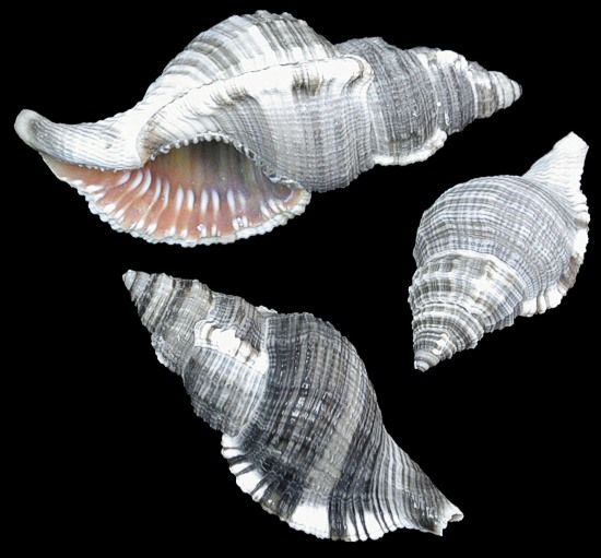 One Hairy Triton shells measuring at least 3 inches ****