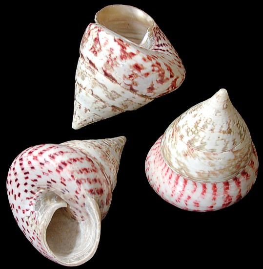 One polished Troca Maculata Shells measuring 2 1/2 to 3 inches *****