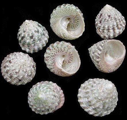 One Natural Trochus shell measuring 1/2 to 1 inch *****