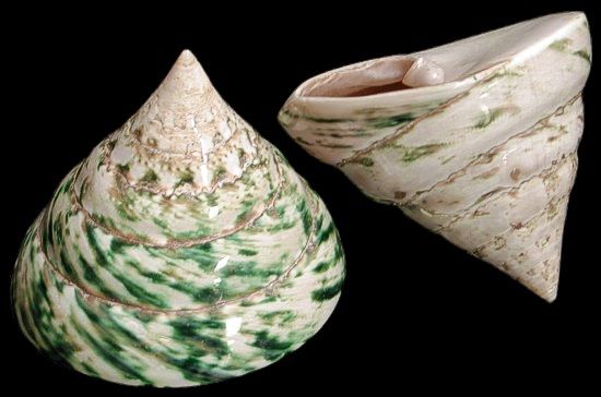 One Green Polished Troca shell measuring  2 1/2 inches ****
