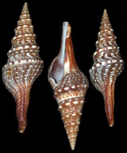 One Turris shells (Indian Turrid) measuring 3 to 3 1/2 inches