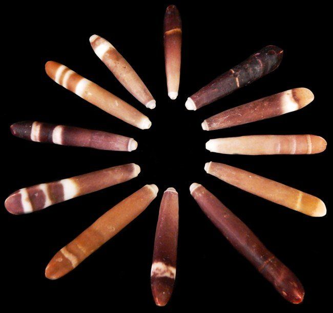 One Drilled Sea Urchin Spine, with a hole drilled in the tip of the shell, measuring from 1 1/4 to 3 1/2 inches