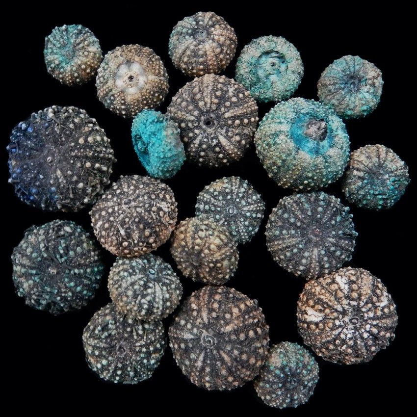 A 2&quot; Deep water Baby Urchin OUT OF STOCK