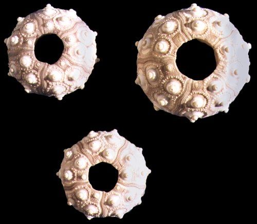 A 1 1/2 to 2&quot;  Sputnik Sea Urchin  OUT OF STOCK