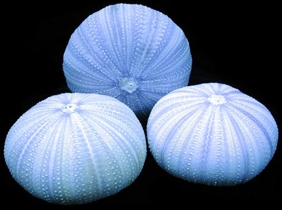 One Lite Lavender Sea Urchin measuring 2 to 3 inches******