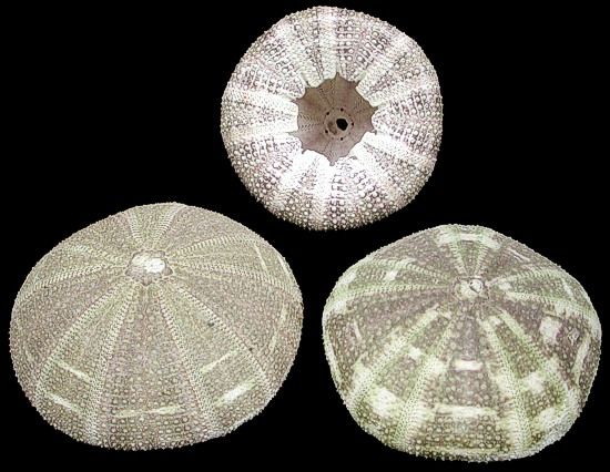 One Alfonso Sea Urchin measuring 3 to 4 inches******
