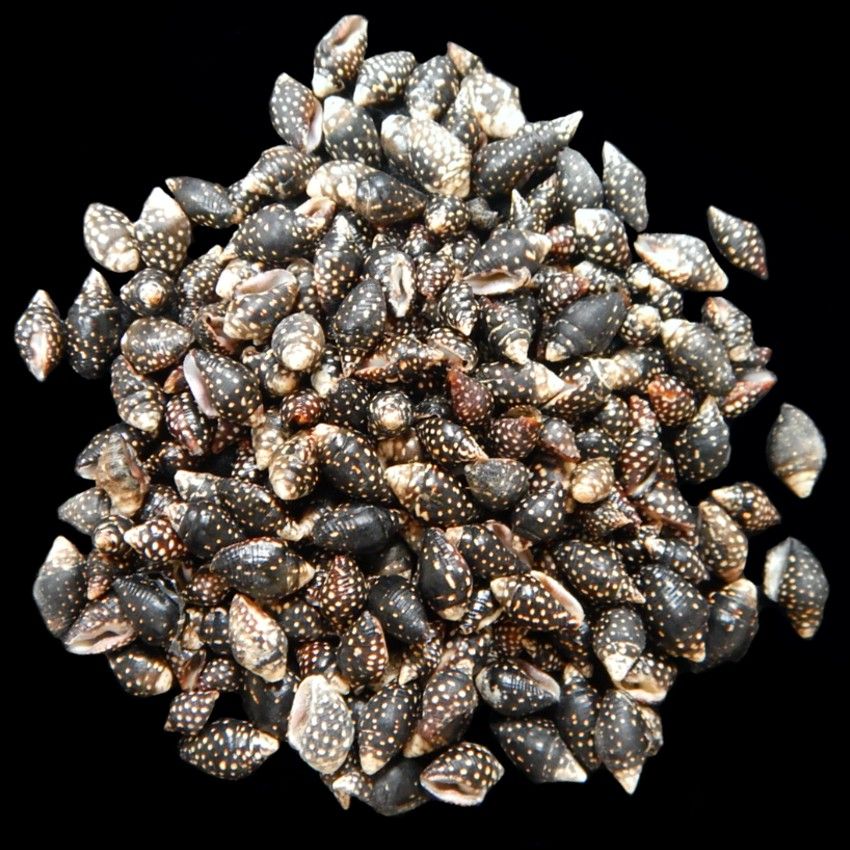 Quarter pound of 1/4&quot; Bumble Bee Shells