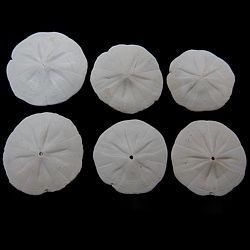 One Flower Sand Dollar measuring 2 to 2 1/2 inches.*****