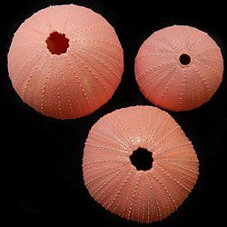 One Dyed Pink Thihi Sea Urchin measuring 1 3/4 to 2 inches *******