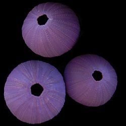 One Dyed Tihi Purple Sea Urchin measuring at least 2 1/2 inches. *****