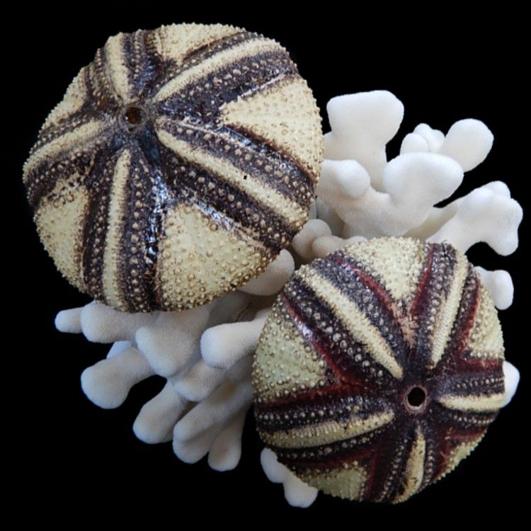 One Radiata Sea Urchin measuring approximately 5 inches (coral not included).******