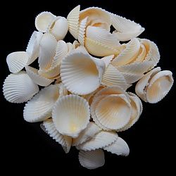 One quarter pound of butter Cream Yellow Cockle shells measuring 1 1/2 to 2 1/2 inches. ****