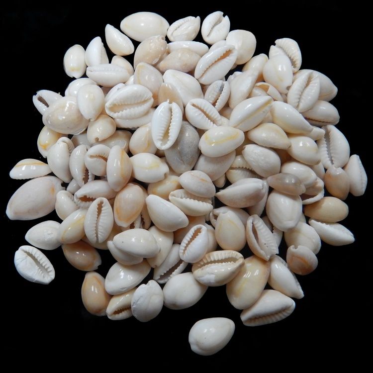 One quarter pound of Peach Cowry shell measuring 1/2 to 3/4 inches *****