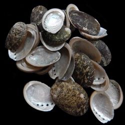 One quarter pound of Baby Black Abalones measuring 1 to 2 inches. *****