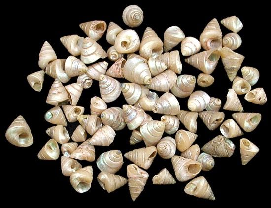 A 1/4 pound of 1/4 or less Venetian Pearl Shells
