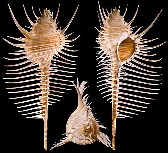 One Venus Comb shells measuring 2 to 4 inches. *****