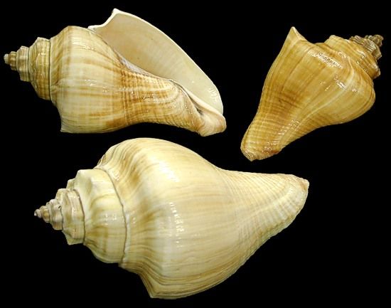 One Vole shell measuring 2 to 4 inches. *****