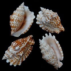 One Hand Selected Strombus Sinatus shell measuring 3 to 3 1/2 inches  *****