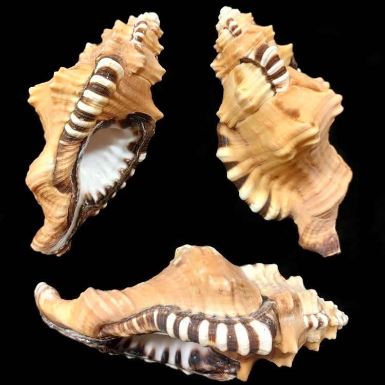 One (Lotoriam triangularis) Cymatium  shell measuring 4 to 5 inches ****