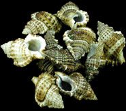 One Bursa Bursa shell measuring 1 to 1 3/4 inches.******