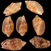 One quarter pound of Bat Volute Shells measuring 2 to 2 3/4 inches