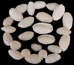 A 1/4 pound of 1 &quot; White Bullet Shells