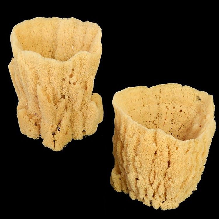 SPONGE KNOWLEDGE BASE