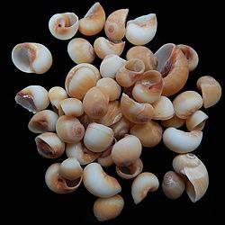 A 1/4 LBS of  1/2 to 1&quot; Orange Nautica Shells