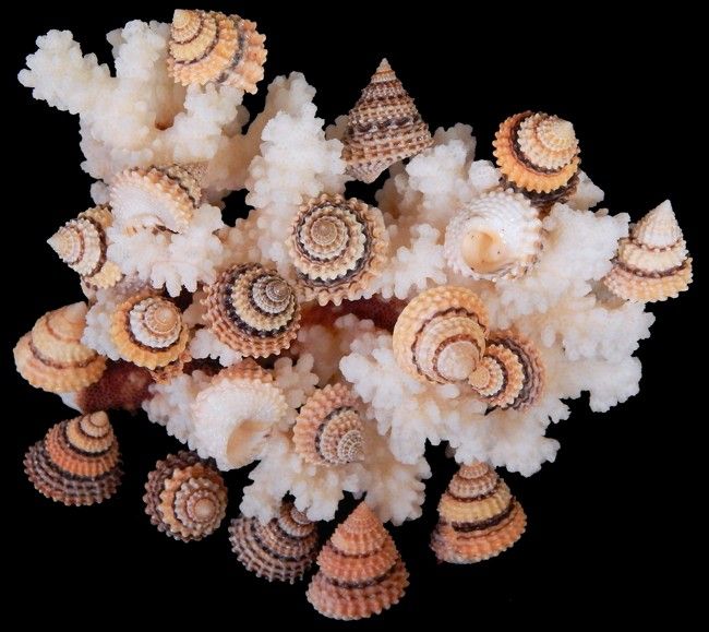 A  3&quot;  Candy Snail Shell  Toothpick