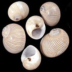 Swizzle Stick Nautica Lineata Shell Attached  9&quot; Sold Each