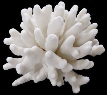 Coral Elkhorn 9 to 11&quot; Cluster Sold Each
