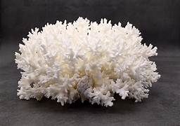 Coral Lace Cluster 3 to 5&quot;  OUT OF STOCK