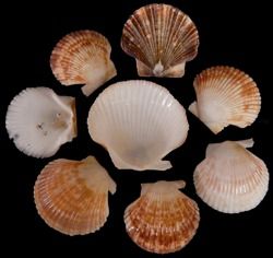 Mixed Baby Flats &amp; Deeps 1 1/2 to 2" Shells Sold By The 1/4 LBS