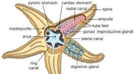 starfish summary | Britannica