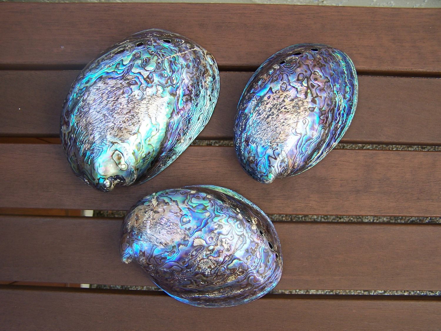 Polished Scarefaced Abalone Shells measuring 4 to 5" Sold Each