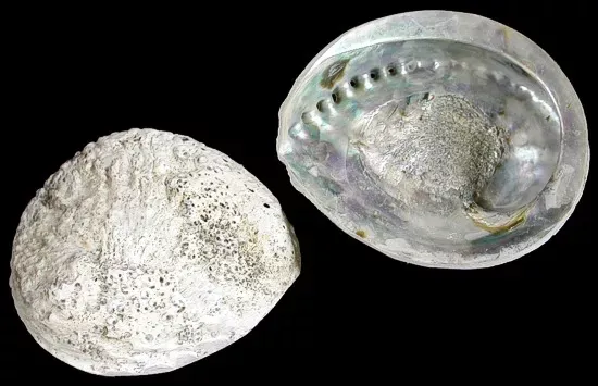 Abalone Silver Ruff Back 3 1/2 to 5 1/2"  Sold Each
