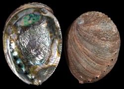 Blue Green Abalone Shells measuring 6 to 7"  Sold Each