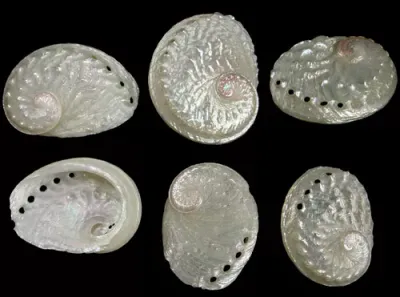 Abalone (Pearl)  Oval Polished  2 to 2 1/2" SOLD OUT