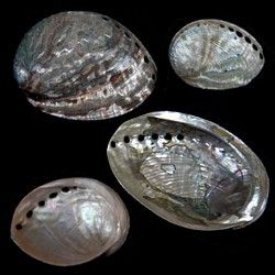 Silver Green Abalone Shells measuring 3 to 4"  Sold Each