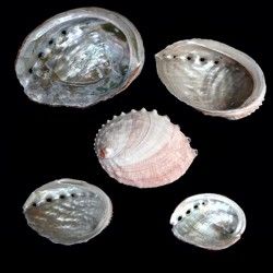 Red Abalone Shells 3 to 5"  SOLD OUT