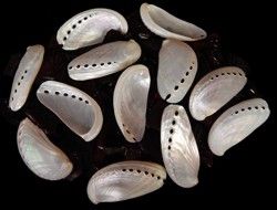 Polished Pearl Abalone Shells measuring at least  3" Sold Each