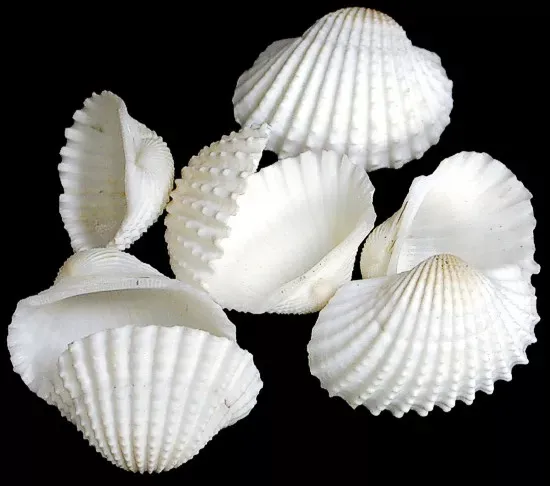 White Ark Shells measuring  1 3/4 to 2 1/2" Sold by the 1/4 pound