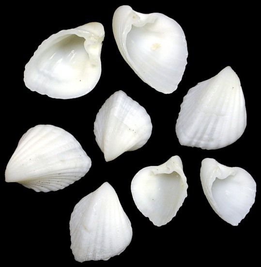 Ark Natural Shells 1/2 to 1" sold by 1/4 pound