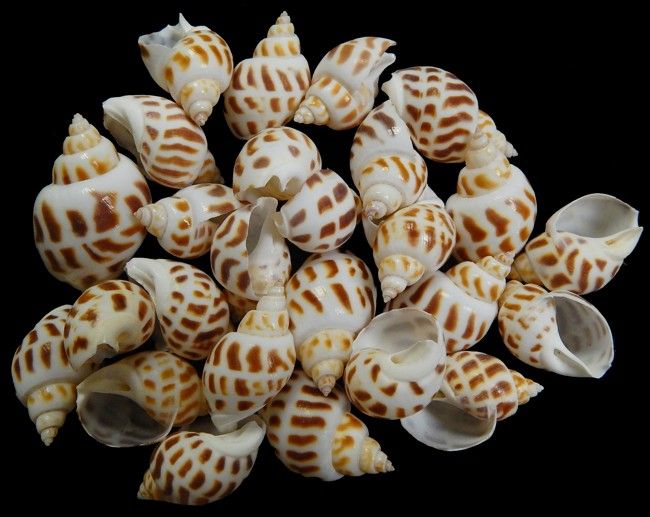 Babylonia Areolata Shells measuring 1 to 1 1/2"  Sold Each