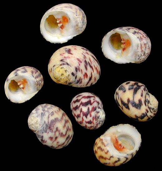 Bleeding Teeth Shells measuring 1/2 to 1 1/2" Sold Each