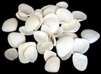 White cay cay shells 3/4" or Less Shells Sold by the 1/4 pound