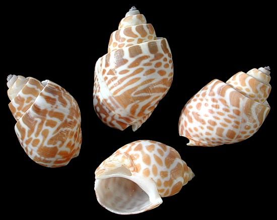 Babylon Spirata Shells measuring 1 to 2" Sold by the 1/4 pound