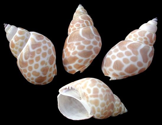Babylonia Japonica Shell measuring 1 to 2"  Sold Each