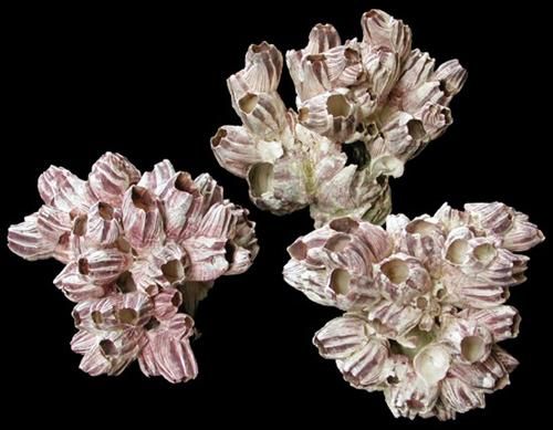 Barnacle Clusters measuring 7 to 10" Sold Each
